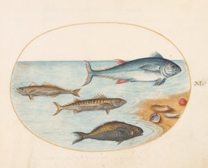 Tabule 11: Čtyři ryby a mušle od Joris Hoefnagel