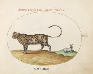 Talíř 12: Gepard(?) a divoká ovce od Joris Hoefnagel