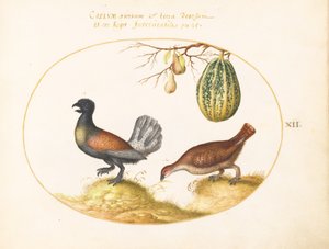  od Joris Hoefnagel