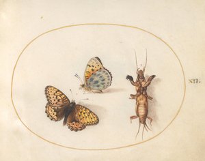 Talíř 12: Dva pohledy na motýla (fritillary stříbrná?) a krtonožce od Joris Hoefnagel