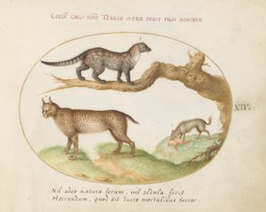 Talíř 14: Cibetka, rys a hyena od Joris Hoefnagel