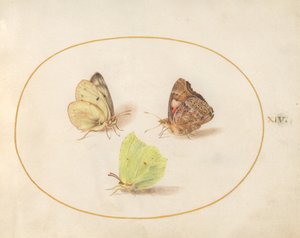 Talíř 14: Síra obecná, Červený admirál a Žlutí motýli od Joris Hoefnagel