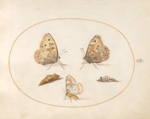 Talíř 15: Motýl lipan, straka můra a dva chrysalides od Joris Hoefnagel