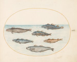 Talíř 15: Šest „rybích“ ryb (treska?) od Joris Hoefnagel