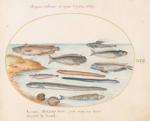 Talíř 17: Treska, Weever Fish, Úhoři a jiné ryby od Joris Hoefnagel