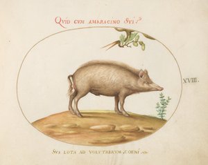 Talíř 18: Prase se žaludy od Joris Hoefnagel
