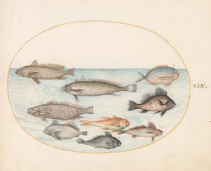 Talíř 19: Damselfish a jiné ryby, včetně dvou "Coracinis" od Joris Hoefnagel
