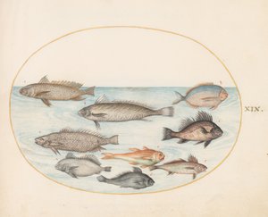 Obrázek 19: Ryba z čeledi damselfish a další ryby, včetně dvou druhů rodu „Coracinis“ od Joris Hoefnagel