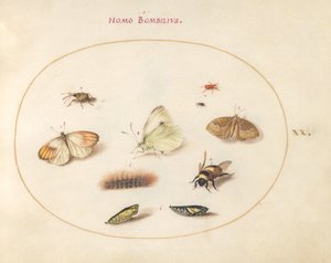 Talíř 20: Tři motýli, housenka, včela, dva chrysalides a tři nosatci od Joris Hoefnagel