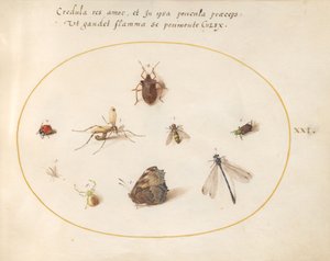 Talíř 21: Motýl s vážkou, beruškou a pěti dalšími hmyzy od Joris Hoefnagel