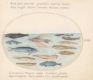 Talíř 22: Parmice, létající ryby, úhoři a jiné ryby od Joris Hoefnagel