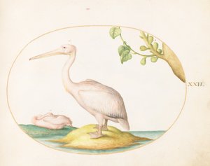  od Joris Hoefnagel