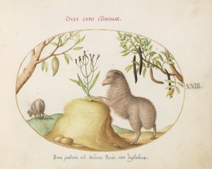 Talíř 23: Ovce s tlustým ocasem, ovce s dlouhým ocasem, „Cassia purgatrix“ a další rostliny od Joris Hoefnagel