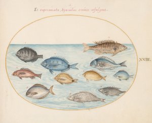 Tabule 23: Cejn(?) a jiné ryby od Joris Hoefnagel