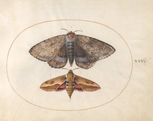 Talíř 25: Blue Underwing Moth a Spurge Hawk Moth od Joris Hoefnagel
