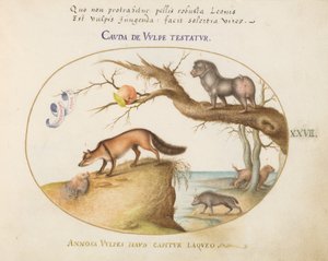 Talíř 27: Křížová liška, Hyena/Pavián, „Mořský vlk“ a Gulon (Wolverine?) od Joris Hoefnagel