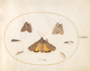 Deska 28: Osm můr od Joris Hoefnagel