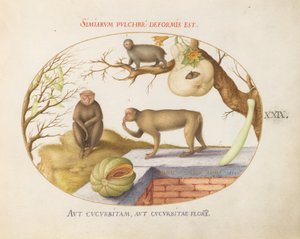 Talíř 29: Dvě opice, „Arctopithecus“ (Lenochod?) a ovoce od Joris Hoefnagel