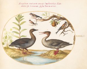 Talíř 31: Kachna, Merganser a Three Goldfinches od Joris Hoefnagel