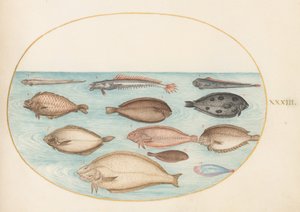 Talíř 33: Jazyk obecný a ostatní platýs s bandfish(?) od Joris Hoefnagel