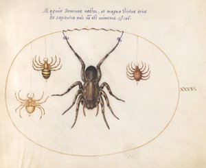 Talíř 35: Vlčí pavouk(?) a tři další pavouci od Joris Hoefnagel