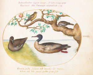 Talíř 35: Samice zelenokřídlého, mořčáka rudoprsého(?), vrabce a zelení (?) od Joris Hoefnagel