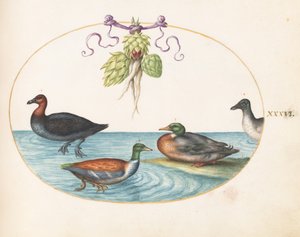  od Joris Hoefnagel