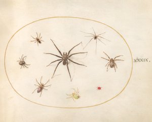 Talíř 39: Osm pavouků od Joris Hoefnagel