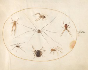 Plate 40: Eight Spiders   1225990   cs       czech Successfully Translated  Original: Two Stage Designs, Interiors of Antique Buildings Translat: Two Stage Designs, Interiors of Antique Buildings 1296368 cs czech Successfully Translated Original: Langtons  od Joris Hoefnagel