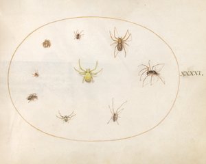 Talíř 41: Žlutý pavouk obklopený osmi pavouky od Joris Hoefnagel