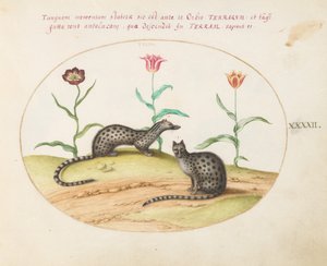 Deska 42: Dva Genety s tulipány od Joris Hoefnagel