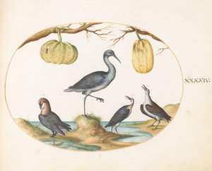  od Joris Hoefnagel