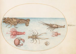 Talíř 45: Humr, Squilla Mantis a další korýši od Joris Hoefnagel