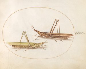 Talíř 45: Dva dlouhohlavé kobylky (?) od Joris Hoefnagel