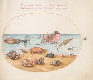 Talíř 52: Argonaut, chobotnice, krabi poustevníci, mušle a krab od Joris Hoefnagel