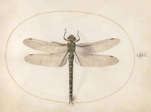 Talíř 53: Southern Hawker Dragonfly od Joris Hoefnagel