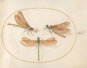 Talíř 55: Tři zelené vážky s hnědými křídly od Joris Hoefnagel