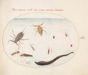Talíř 56: Vodní škorpión, měřič vody, bruslař v jezírku, červený vodní roztoč, pijavice(?) a další vodní hmyz od Joris Hoefnagel