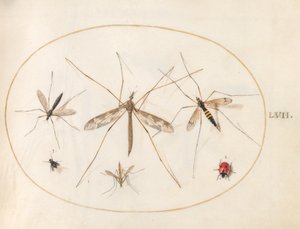 Talíř 57: Beruška, moucha a čtyři další hmyz od Joris Hoefnagel