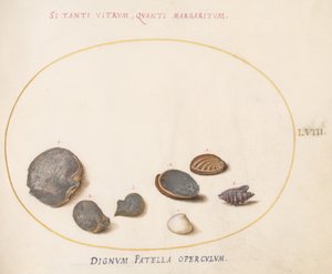 Talíř 58: Mušle, včetně Abalone(?) od Joris Hoefnagel
