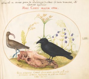 Talíř 59: Curlew and Crow with Horse Skull od Joris Hoefnagel