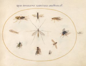 Deska 60: Mouchy a jiný hmyz, asi 1575/80 (akvarel, kvaš a zlato na pergamenu) od Joris Hoefnagel