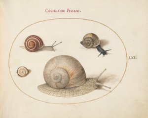 Talíř 61: Čtyři šneci od Joris Hoefnagel