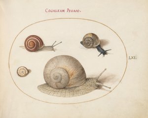 Tabule 61: Čtyři hlemýždi od Joris Hoefnagel