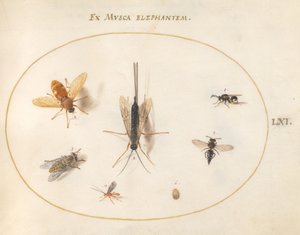 Talíř 61: Sedm hmyzu, včetně much od Joris Hoefnagel