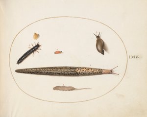 Talíř 64: Slimák leopardí, Larva střevlíka, červ krysí a další tvorové od Joris Hoefnagel