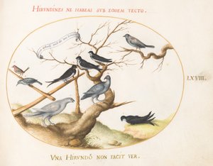 Talíř 68: Ptarmigan, vlaštovky a jiní ptáci od Joris Hoefnagel