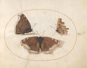  od Joris Hoefnagel