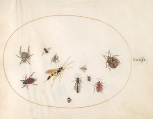 Talíř 72: Štítník, skořicovník, vosa a další hmyz od Joris Hoefnagel