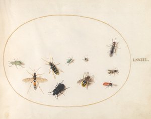 Talíř 73: Deset hmyzu od Joris Hoefnagel